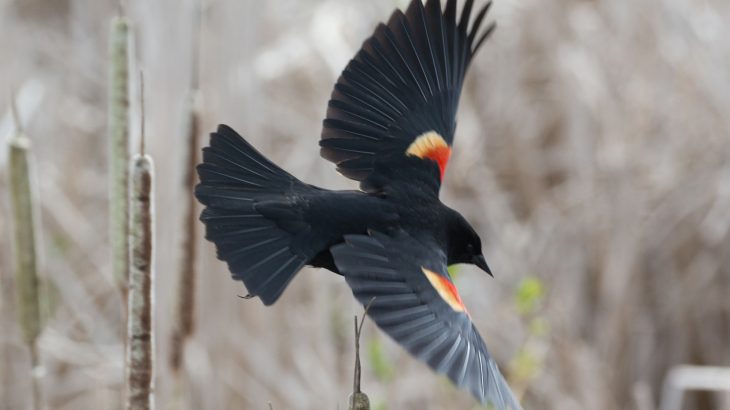According to a report in the Denver Post, red-wing blackbirds have been randomly swooping down and attacking walkers and joggers near Sloan's Lake.