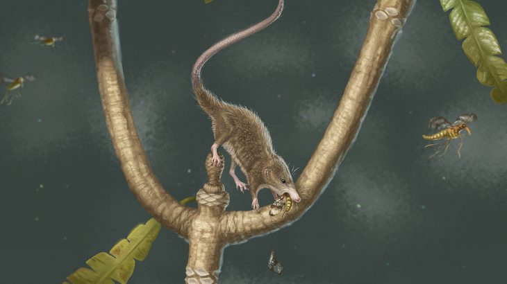 Researchers have successfully identified the earliest example of the ability to swallow in a 165-million-year-old fossil, dubbed Microdocodon gracilis.