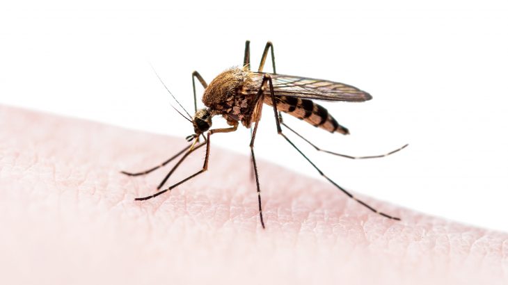 Scientists in China, led by Zhiyong Xi from Michigan State University, have nearly eliminated disease-carrying mosquitoes on two islands using a unique approach.