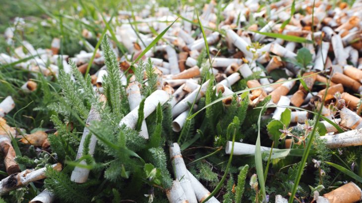 Trillions of cigarette butts are littered around the world every year, and it's having a negative effect on plant growth.