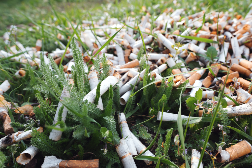 plant cigarette Trillions of cigarette butts are littered each year and it's killing plants
