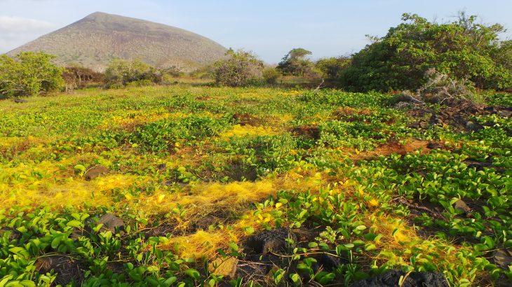 There are some parasitic plants that can steal genetic material from their host plants and use it to more effectively drain the host's nutrients.