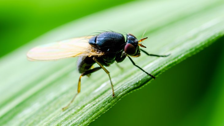 Fruit flies calculate the difference between the direction they are headed and the direction of their desired destination, and use this estimate to guide their next move.