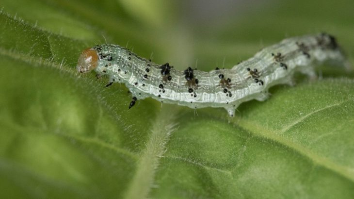 Plants have a defense system that can weaken the gut lining of their insect predators, a new study has found.