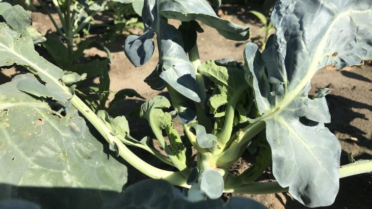 Researchers at the University of Vermont have developed a new framework for exploiting plant odors to keep away pests.