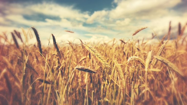 A recent report in ACS' Journal of Agricultural and Food Chemistry indicates that significantly higher CO2 levels could increase wheat yield but may decrease nutritional quality.