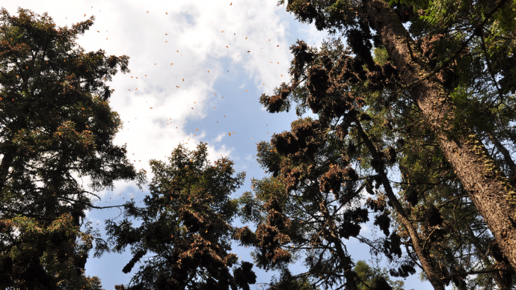 Every year in the fall, millions of North American monarch butterflies travel thousands of miles to the same overwintering sites in central Mexico and along the coast of California