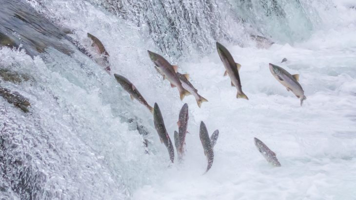 Researchers have identified four Pacific salmon populations in California, Oregon, and Idaho that are particularly vulnerable to climate change.