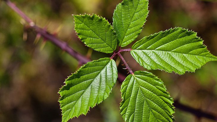 identify fruit plants bramble plant vine