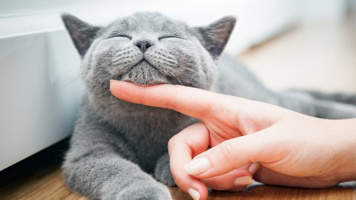 According to Lauren Finka, a postdoctoral research associate at Nottingham Trent University, you might be petting your cat wrong.
