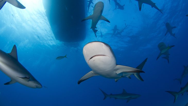 A new study, published in the journal Nature, has found that nearly one-quarter of a shark’s natural habitat lies in fishing zones.