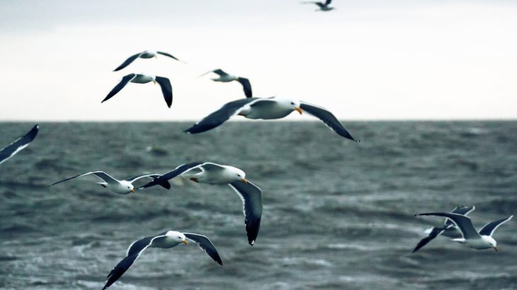 New research from Ghent University in Belgium has revealed that darker feathers give birds an aerodynamic advantage.