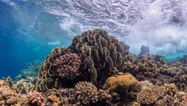 This is a shallow coral reef in the Central Red Sea. Bacteria help boost coral resilience in a changing environment, a new study has found. (Image credit: Anna Roik, University of Konstanz)