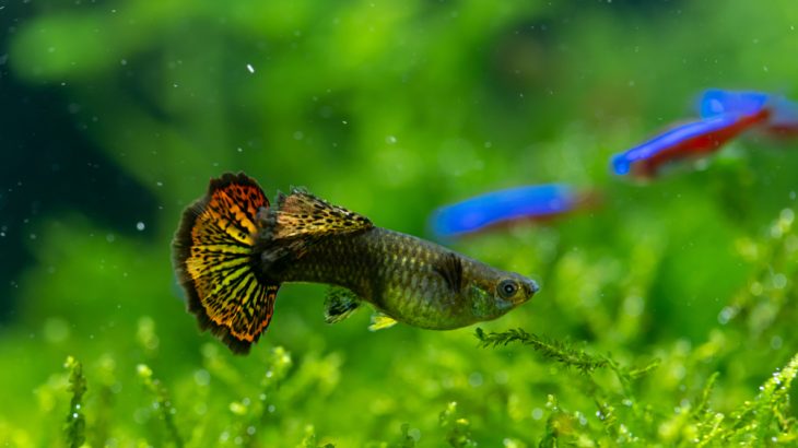 Ladies' choice: How females choose mates and raise their young can affect male traits and how quickly a species evolves, a new study has found.