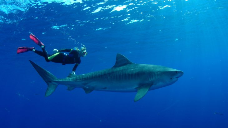 Because of the perceived danger that sharks pose to humans, protections for them are less popular than for many other iconic animals.