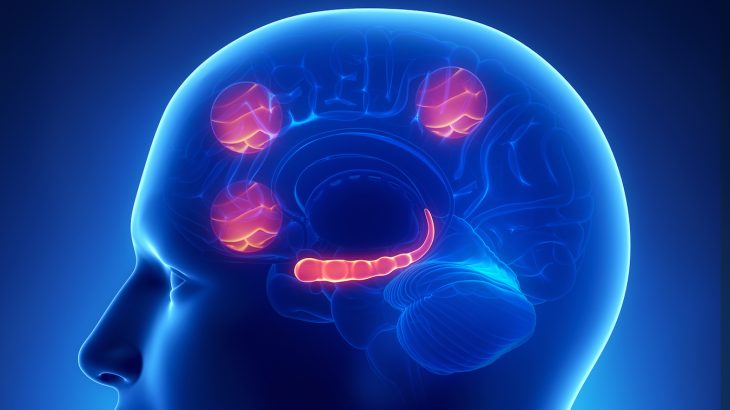In a new study, researchers analyzed neural activity in the prefrontal cortex which reflects the intention to drink alcohol.