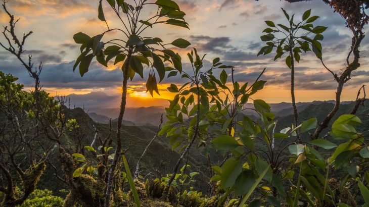 A research team has found that introduced species are diluting the effects of island age within the patterns of local biodiversity.
