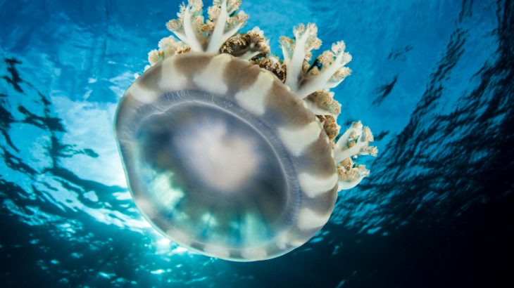 A research team has analyzed the genomes of three very different types of jellyfish with toxicity levels ranging from harmless to deadly.