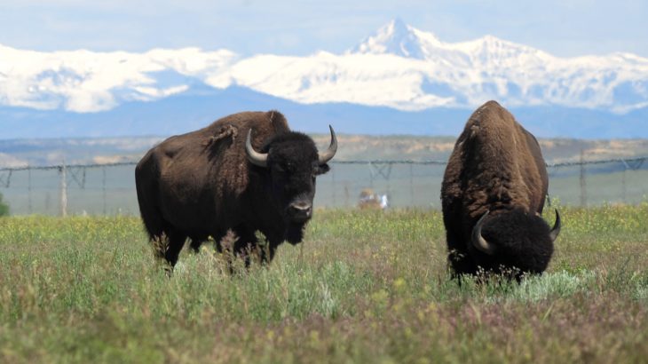 Recently, an agreement was made between the Fort Peck Tribes and the Eastern Shoshone of the Wind River Reservation to reintroduce bison to the land.