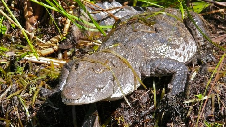 For a while there, it looked like time was running out for the American crocodile population in the United States.