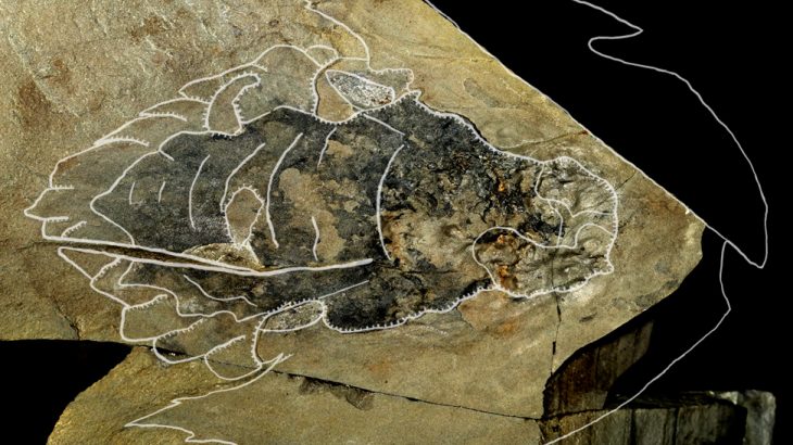 Fossils discovered in the Canadian Rockies belong to a new species of predator that dates back to the Cambrian Period.