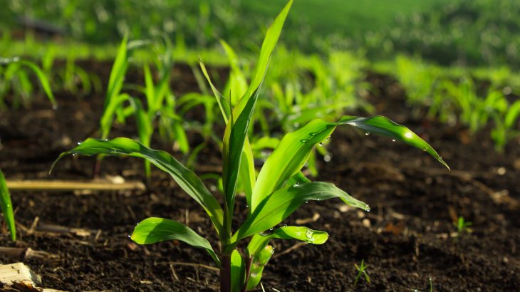 In a new study, researchers found that plants in soil leached by acid rain take up a significantly larger amount of water.