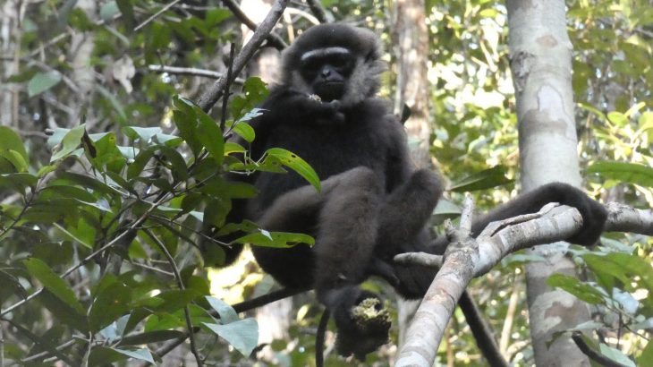 A new study suggests that gibbons in southern Borneo are even more vulnerable to habitat loss than what was previously realized.