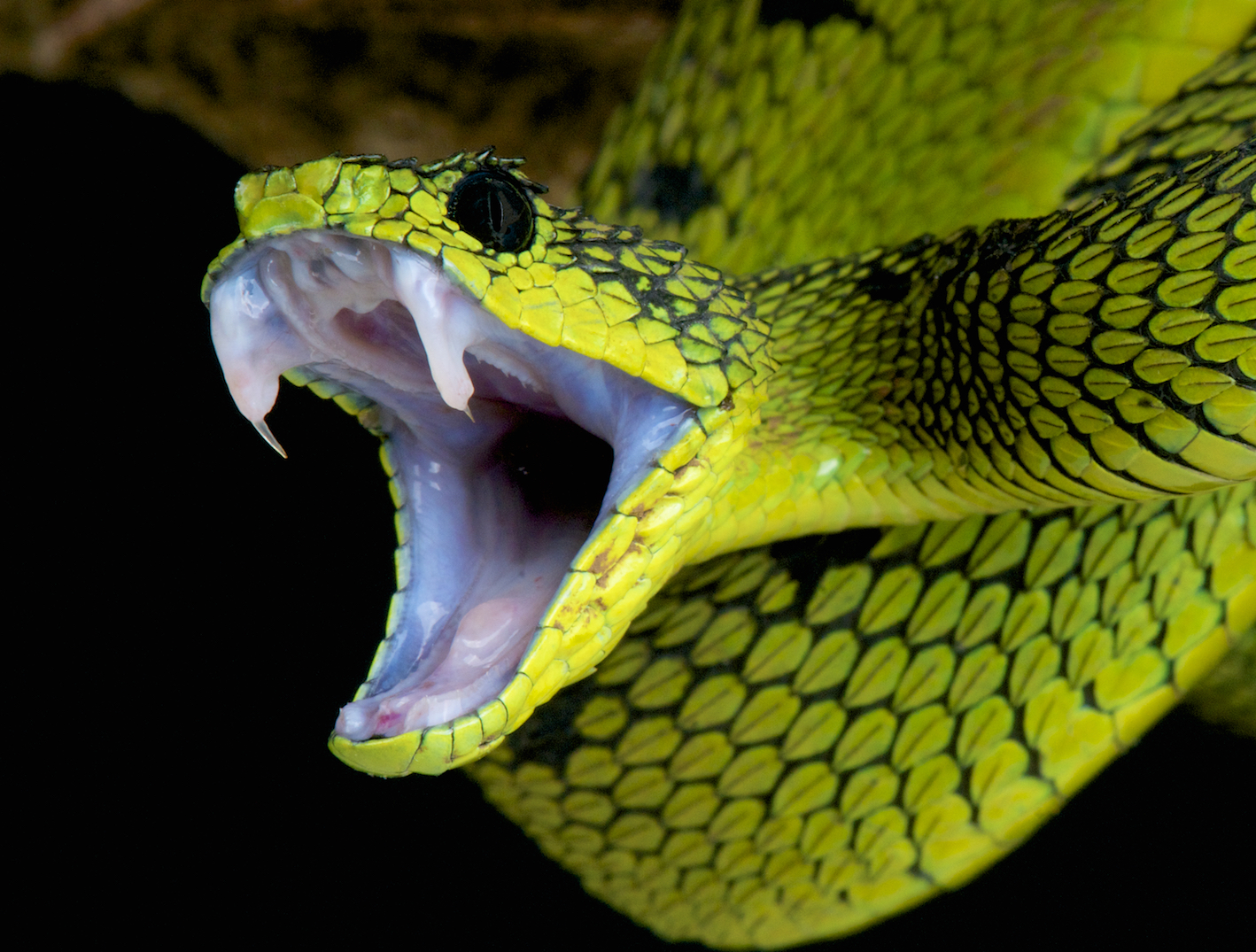 Patch modeled after a snake’s fang could deliver drugs and vaccines ...