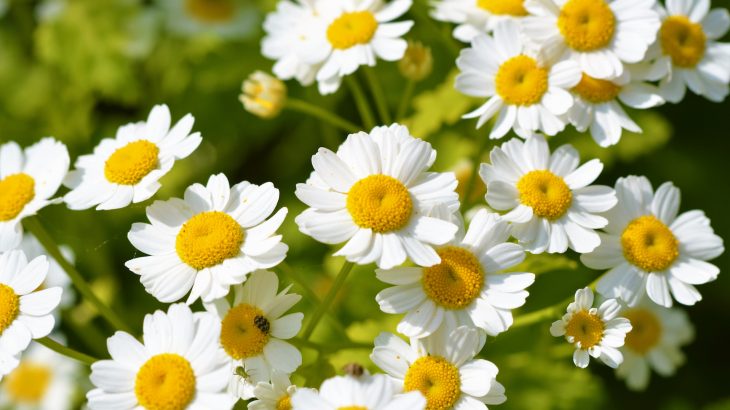A compound with anti-cancer properties can be produced directly from a common flowering plant in the daisy family known as feverfew.