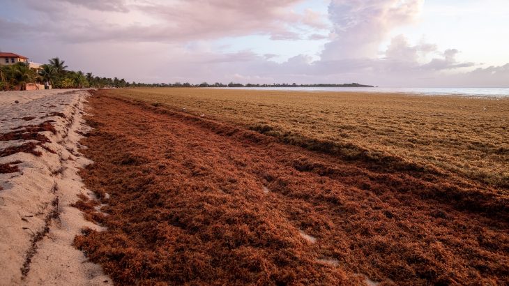 Enormous quantities of Sargassum seaweed have washed up on the shores in these areas, creating a nasty smell and attracting flies as it rots in the sun.