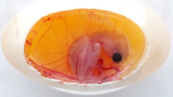 Experts have discovered that the turtle embryos can move around inside the egg to avoid extreme temperatures.