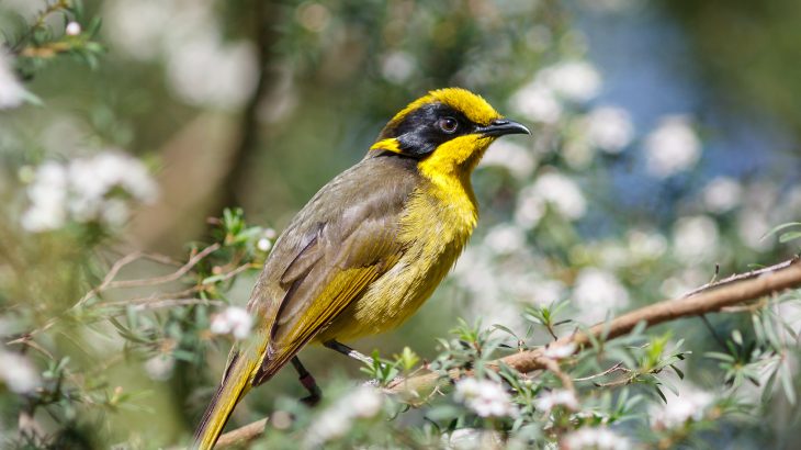 Researchers set out to investigate the damage that results from inbreeding among the critically endangered Helmeted Honeyeater species.