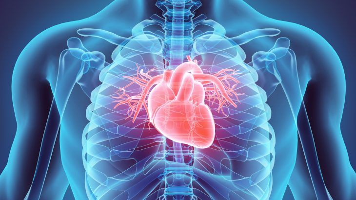 Preliminary research indicates that meth use may lead to increased deposits of collagen around the blood vessels of the heart.