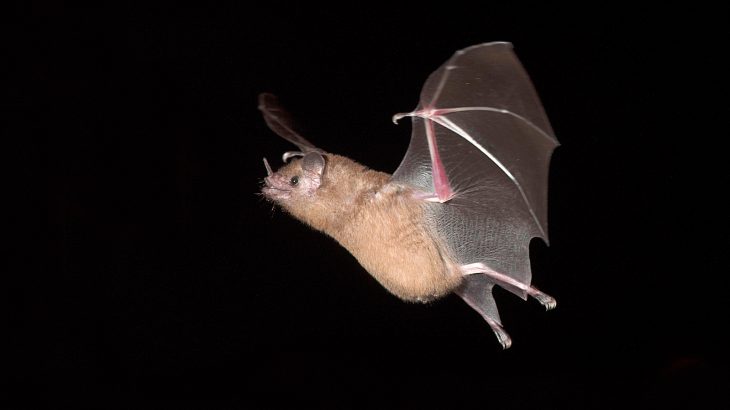Researchers discovered that bats create a mirror image of their surroundings, using the soundwaves that bounce off leaves to their advantage.