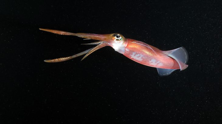 In a new study, researchers have discovered the underlying mechanisms that drive rapid evolutionary adaptations in species.