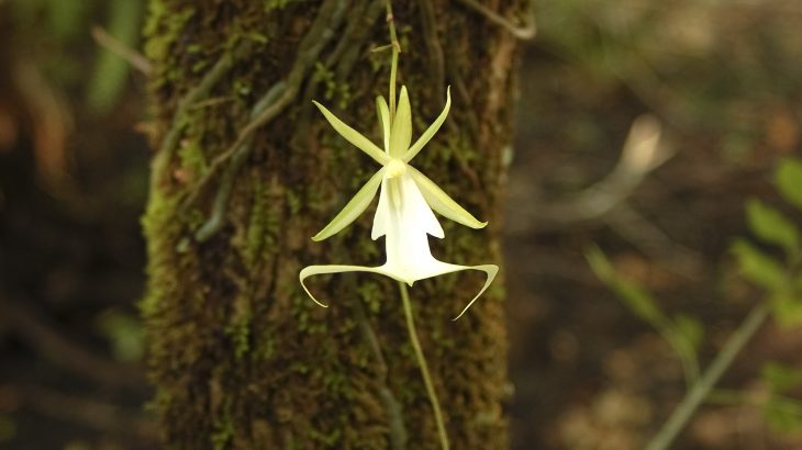 The ghost orchid not only has a mysterious name, but has also been a very mysterious plant until recently when one of its secrets was revealed.