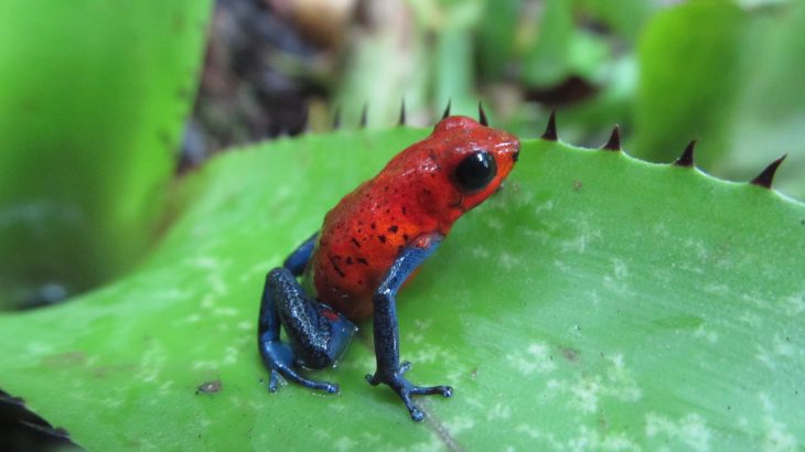 Poisonous frogs called strawberry frogs that once thrived in shady forest habitats now live sunny fields and pastures due to clearing for farmland.