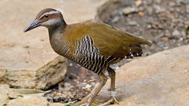 A Guam Rail walking on stones with a banded leg.