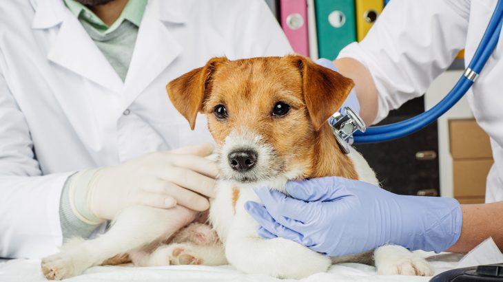 Canine transmissible venereal tumor, a cancer commonly spread through mating in dogs, has spread to almost all corners of the globe.
