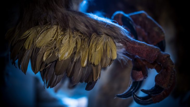 After feathers evolved for insulation and before they were used for flight, elaborate feathers likely played a role in mate selection.