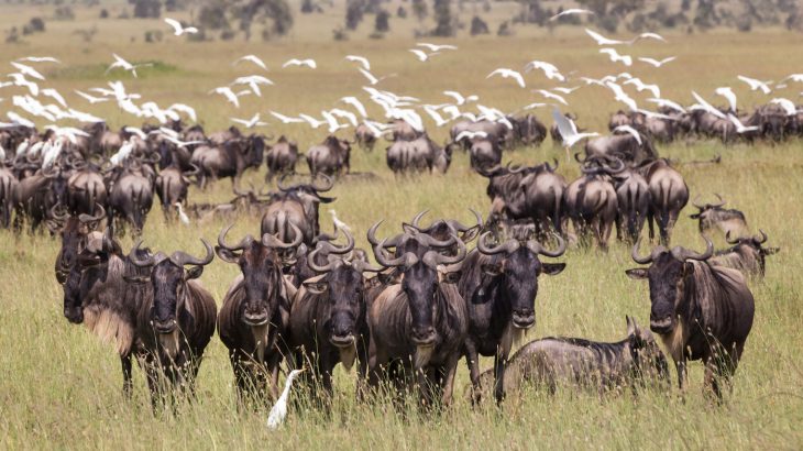 The combination of economic growth and more gender-balanced governments lead to better outcomes for wildlife populations.