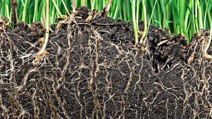 In a process known as gravitropism, the roots learned to follow gravity so they could anchor in the soil and gain access to water and nutrients.