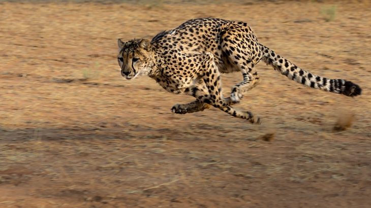 animal sounds, cheetah