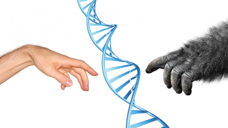 A Spanish scientist claims to have grown the world's first human-monkey hybrid in a Chinese lab.