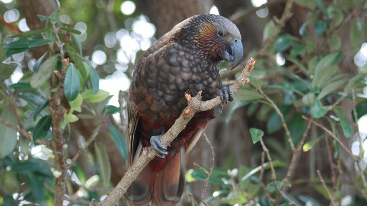 Experts are reporting that it would take 50 million years to bring back the birds that have been lost in New Zealand following the arrival of the earliest human inhabitants.