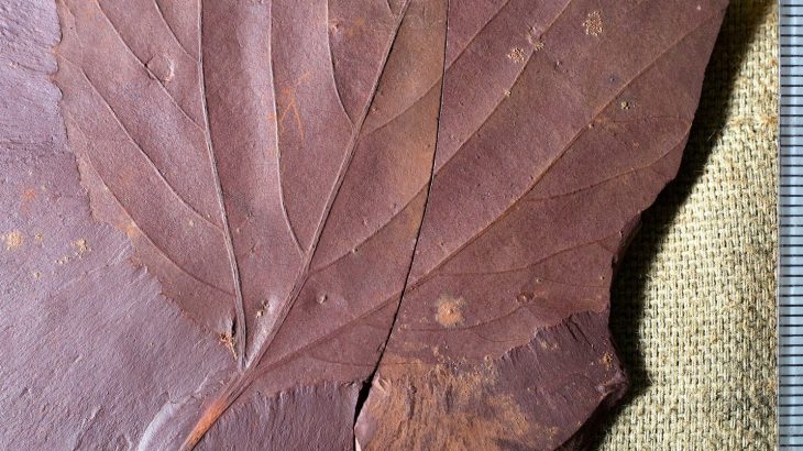 Paleontologists uncovered fossil plants in eastern Canada that have produced the first quantifiable evidence of the region's climate during the Cretaceous period.