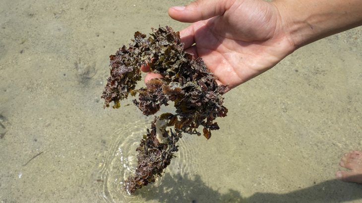 A new study from the King Abdullah University of Science and Technology suggests that the role of seaweed in climate change mitigation has been underestimated.