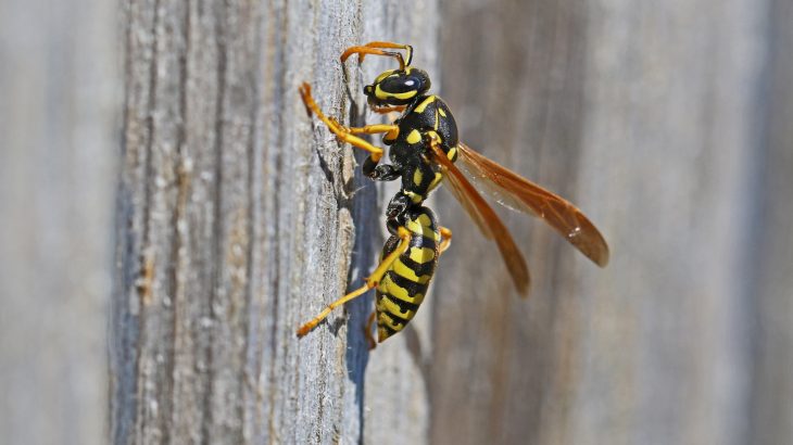Researchers found that body mass, wing area, and head width all decreased through the years, and the wasp got smaller and smaller in response to changes in temperature.