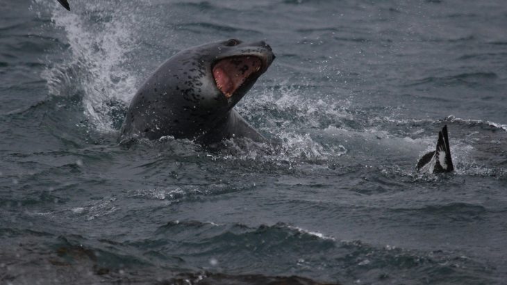 Leopard seals, one of the largest species of seal in the world, are long, sleek predators at the top of the food chain in Antarctica.