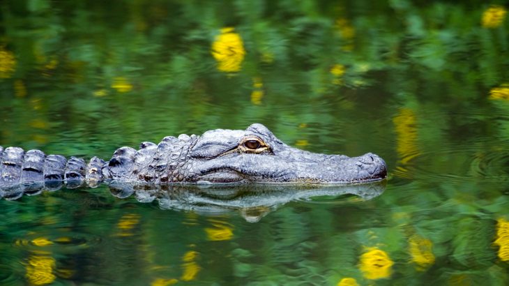 A new study has found that when it comes to alligator attacks since the 1970s, Florida’s official state reptile has shown a preference for local men.